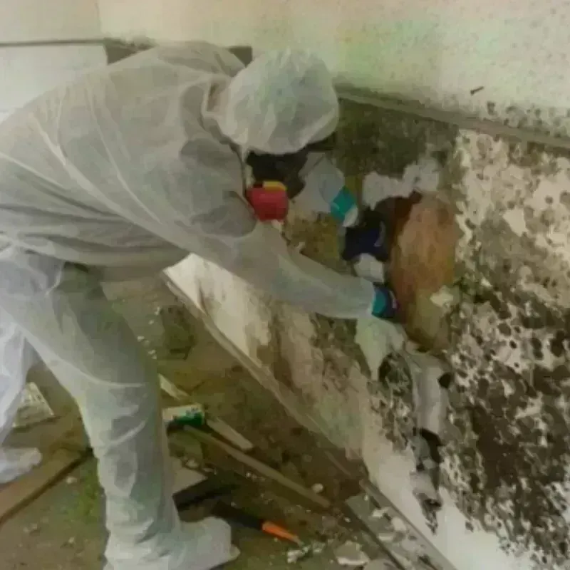 Mold Remediation and Removal in Allapattah, FL